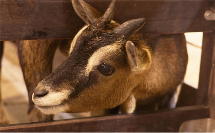 7fb295f6-ca8a-437b-bf0a-bd00fdd8bb94_alt