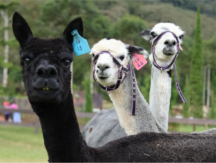 cdf3c6af-18bc-417a-a76f-a8bc646f7107_alt