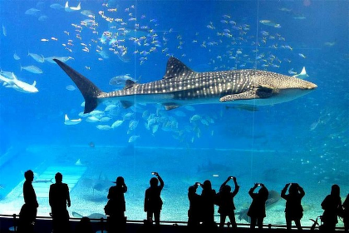 SeaLife Bangkok (Group Rate) - Main Image