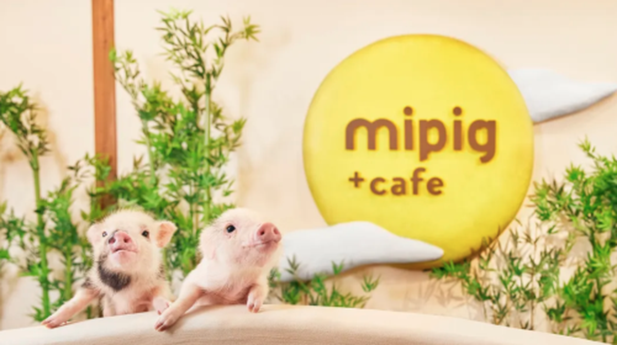 Pig cafe interactive experience - Main Image