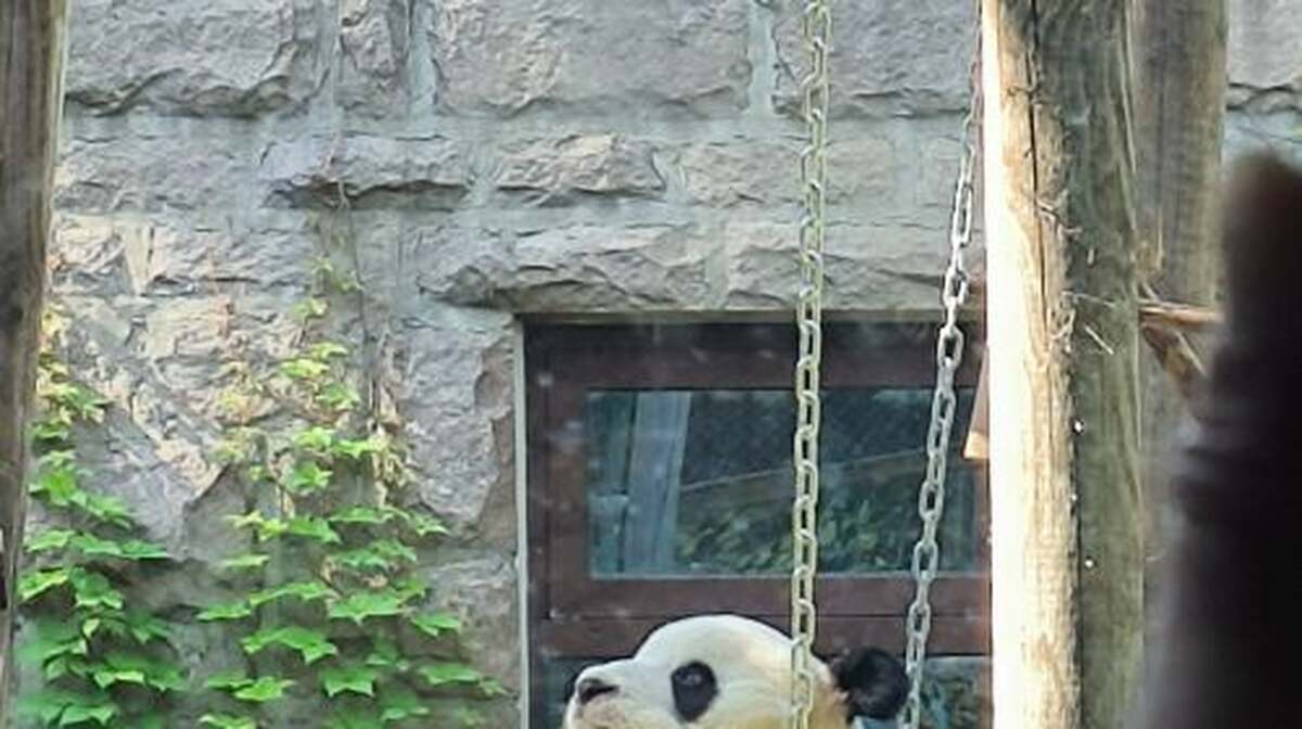 Panda Pavilion at Beijing Zoo: Unlock the Charm with Your Exclusive Ticket Day Tours - Main Image