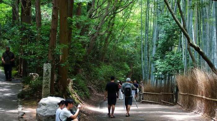 Kyoto: Arashiyama Bamboo Forest & Tenryuji Temple Day Tours - Main Image