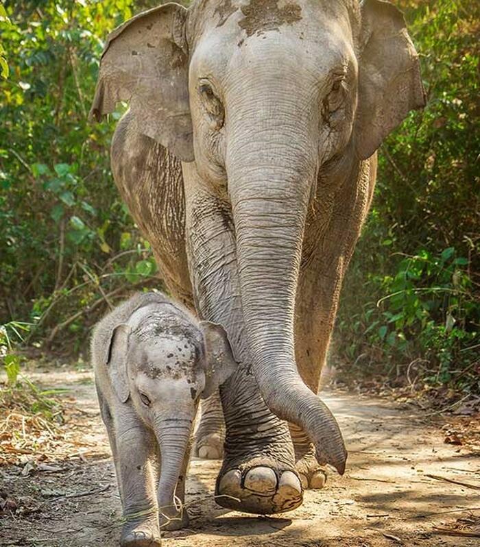 Elephant Jungle Sanctuary - Samui - Main Image
