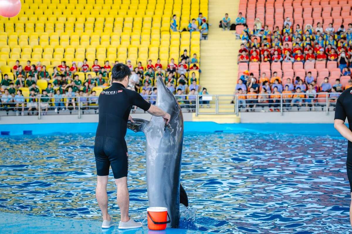 Da Nang Dolphinarium - Main Image