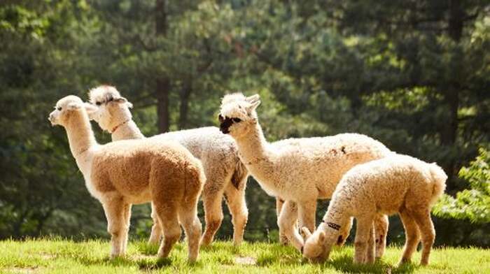 Alpaca x Nami Island x The Little Prince Italy x The Garden of Morning Calm Day Tours - Main Image