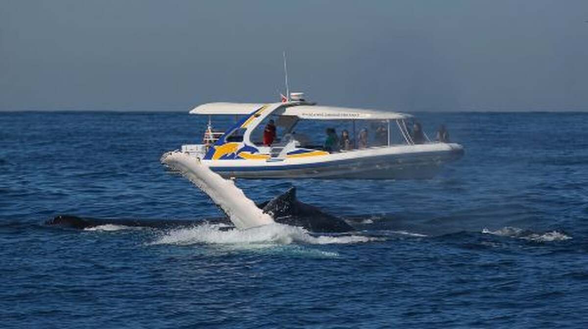 Sydney: 2.5 hour Adventure Whale Watching Cruise Day Tours - Main Image