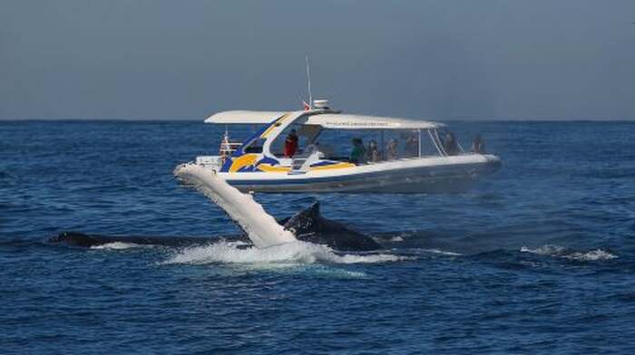 Sydney: 2.5 hour Adventure Whale Watching Cruise Day Tours - Main Image