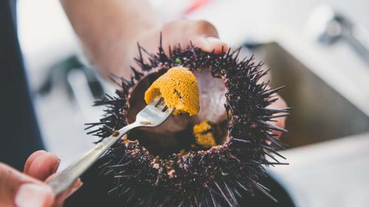 Hobart, Tasmania seafood cruise (freshly harvested sea urchin, tasting lobster, abalone, Atlantic salmon, and wine) Transport Passes - Main Image