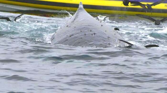 3-hour speedboating experience and day tour at Bruny Island, Tasmania Day Tours - Main Image