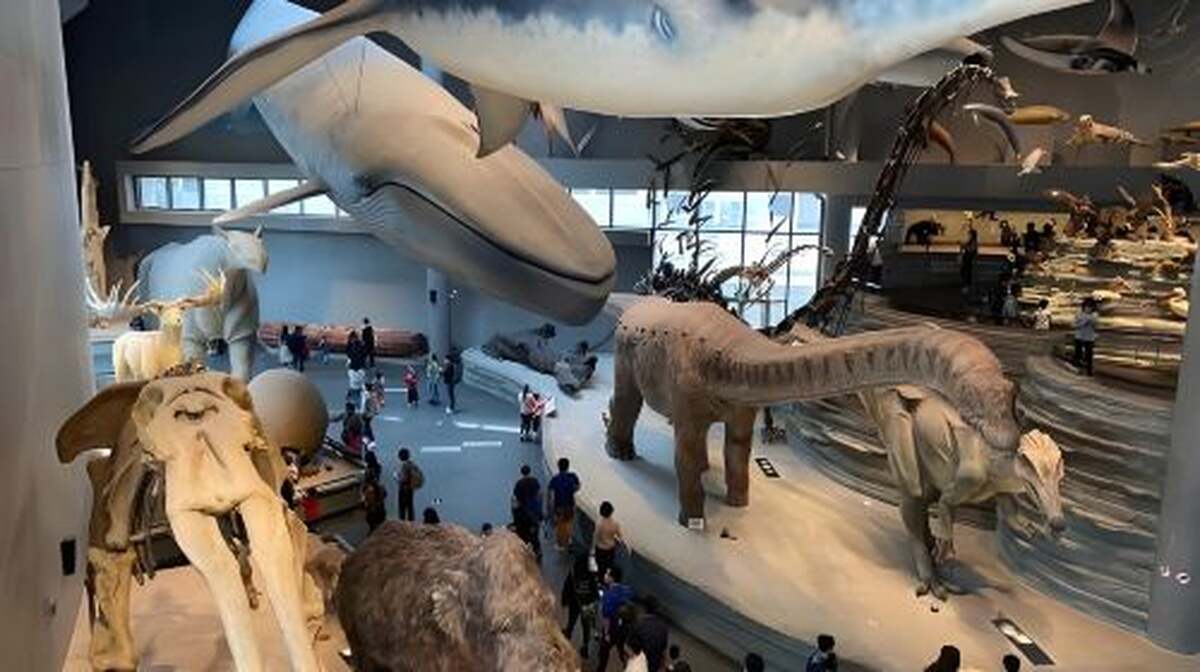 Shanghai Natural History Museum - Vast Collection of Rare Specimens with Optional Professional Guided Tours in Chinese and English - Main Image