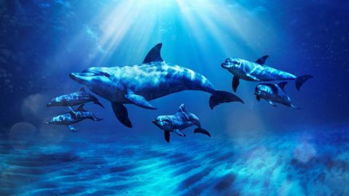 Atlantis Dolphin Kayak - Main Image