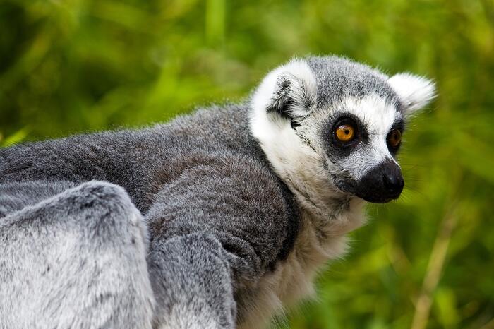 Faunia - Main Image