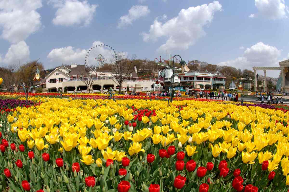 Everland Shuttle Bus - Main Image