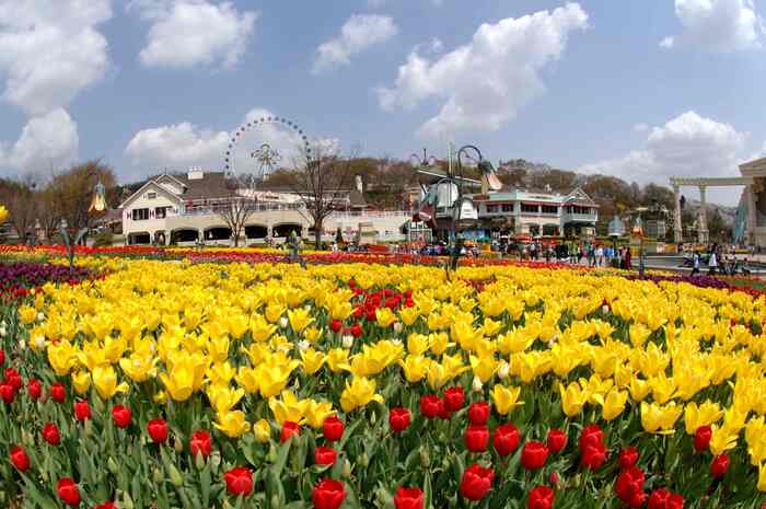Everland Shuttle Bus - Main Image
