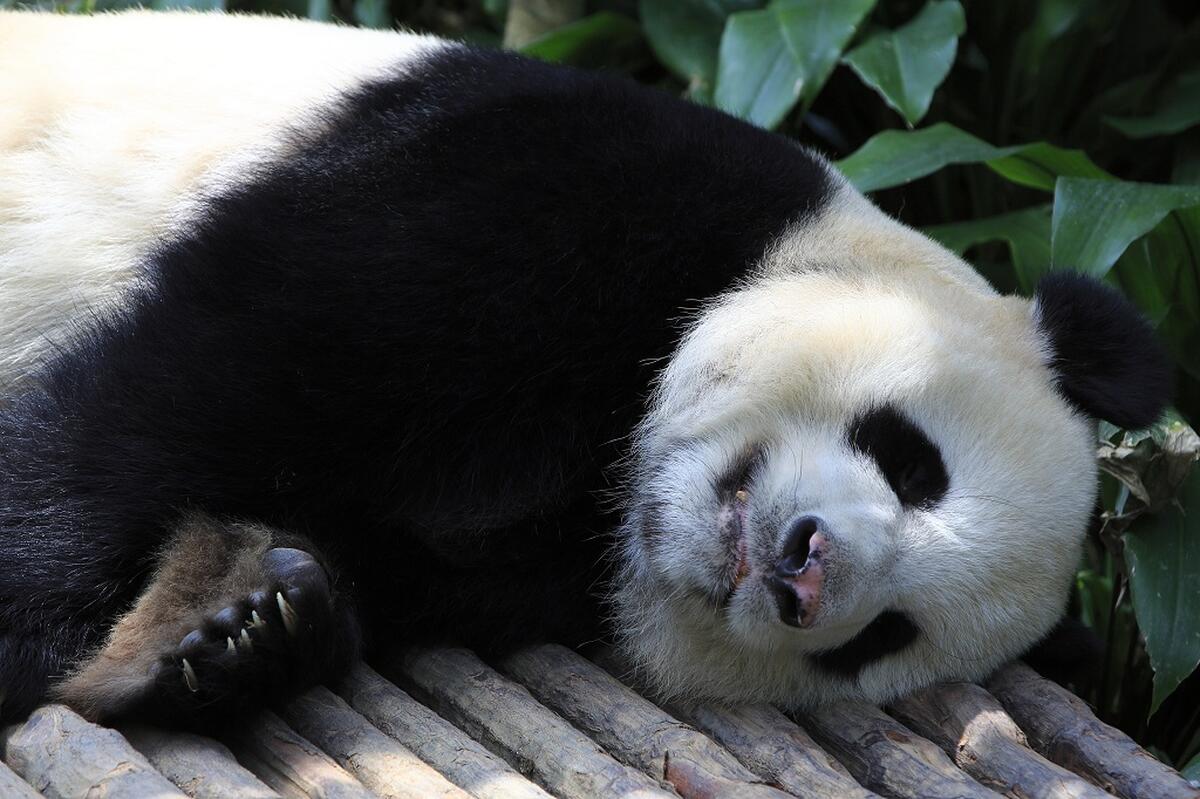 Safari Park Shenzhen - Main Image
