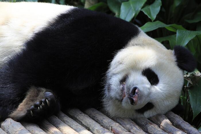 Safari Park Shenzhen - Main Image