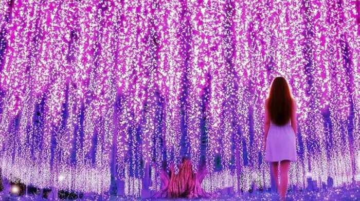 Ashikaga Flower Park Light Show - Main Image