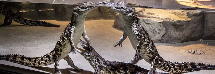 Dubai Crocodile Park - Main Image
