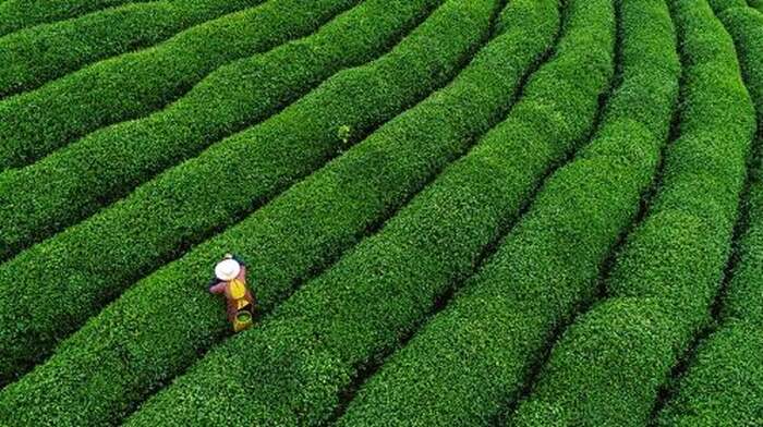 One-Day Hangzhou Dragon Well Tea Culture & West Lake Private Tour Day Tours - Main Image