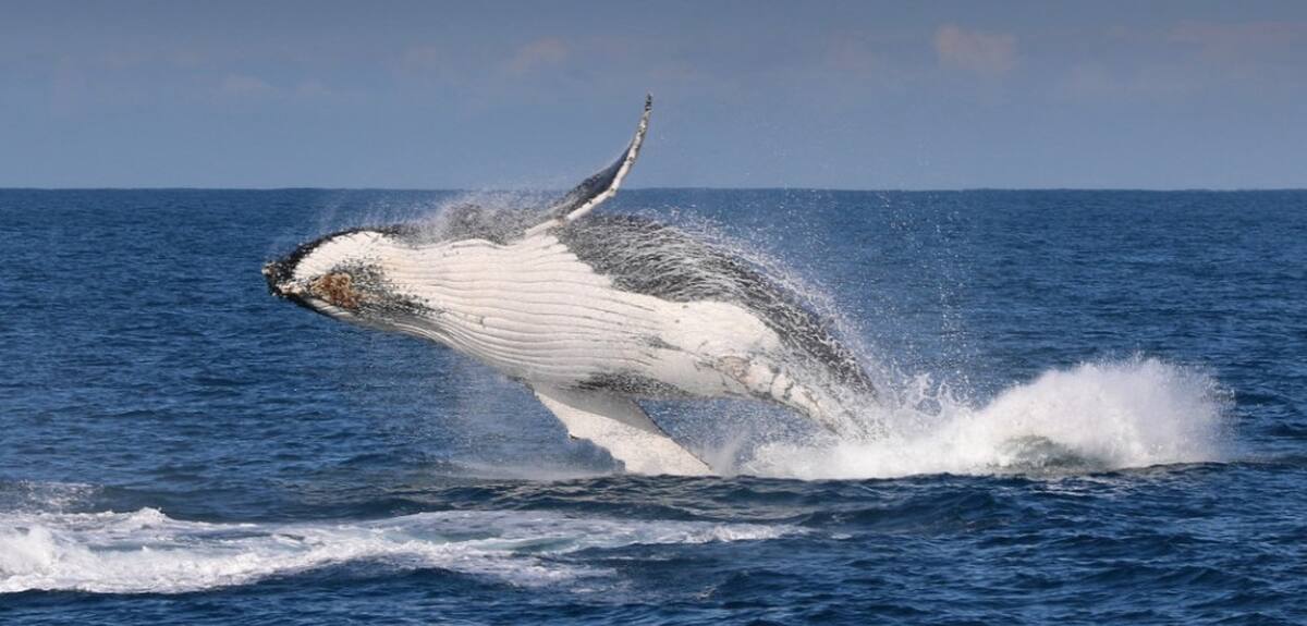 Melbourne Winter Whale Cruise - Main Image