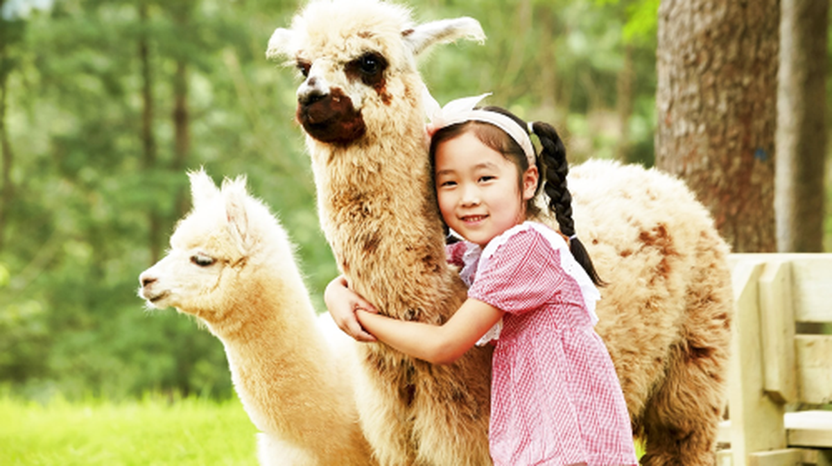 From Seoul: Alpaca World, Nami Island, Rail Bike and Garden of Morning Calm Tour Day Tours - Main Image