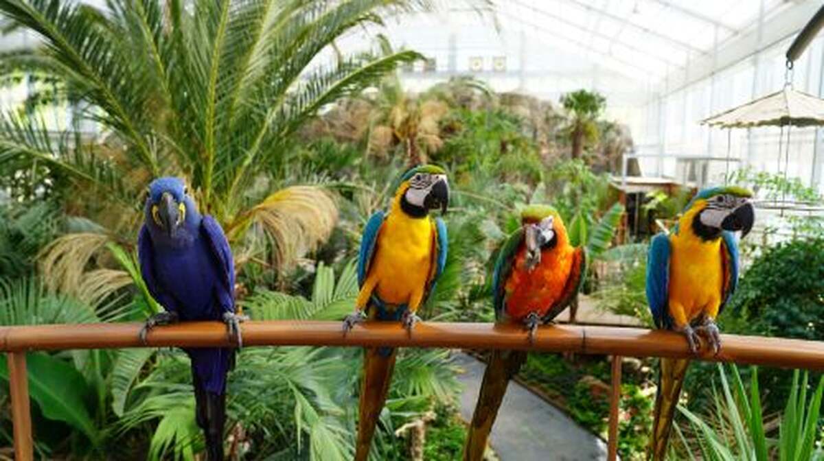 Gyeonggi-do, South Korea|Gapyeong Begonia Bird Garden X Nami Island Day Tours - Main Image