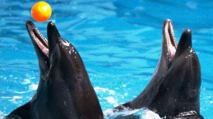 Dubai: Dubai Dolphinarium Dolphin, Seal & Bird Show Tickets Day Tours - Main Image