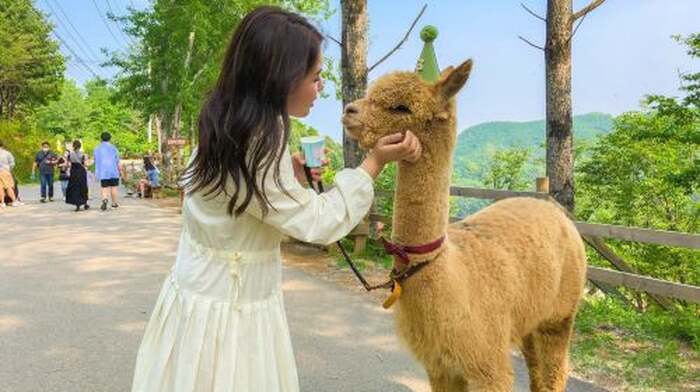 Gyeonggi-do|Alpaca World X Nami Island X Gangcheon Rail Bike Day Tours - Main Image