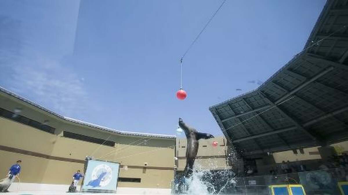 Miyajima Public Aquarium Infant - Main Image