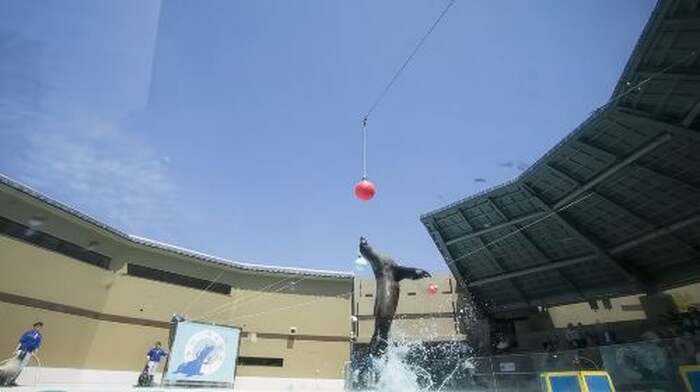 Miyajima Public Aquarium Infant - Main Image