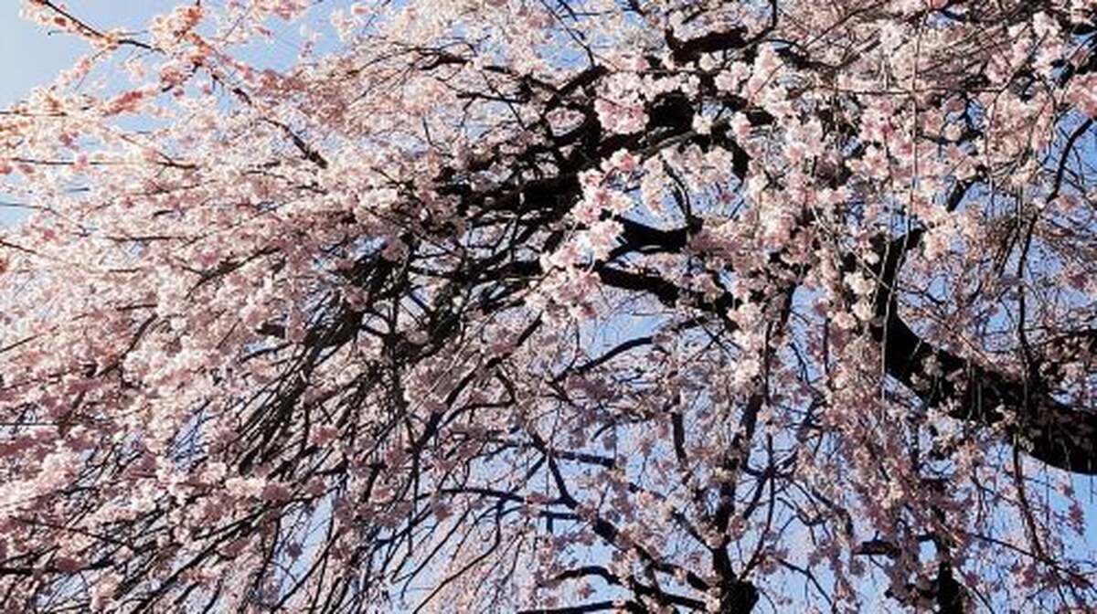 Licensed Guide Shinjuku Dramatic Tour Day Time Day Tours - Main Image