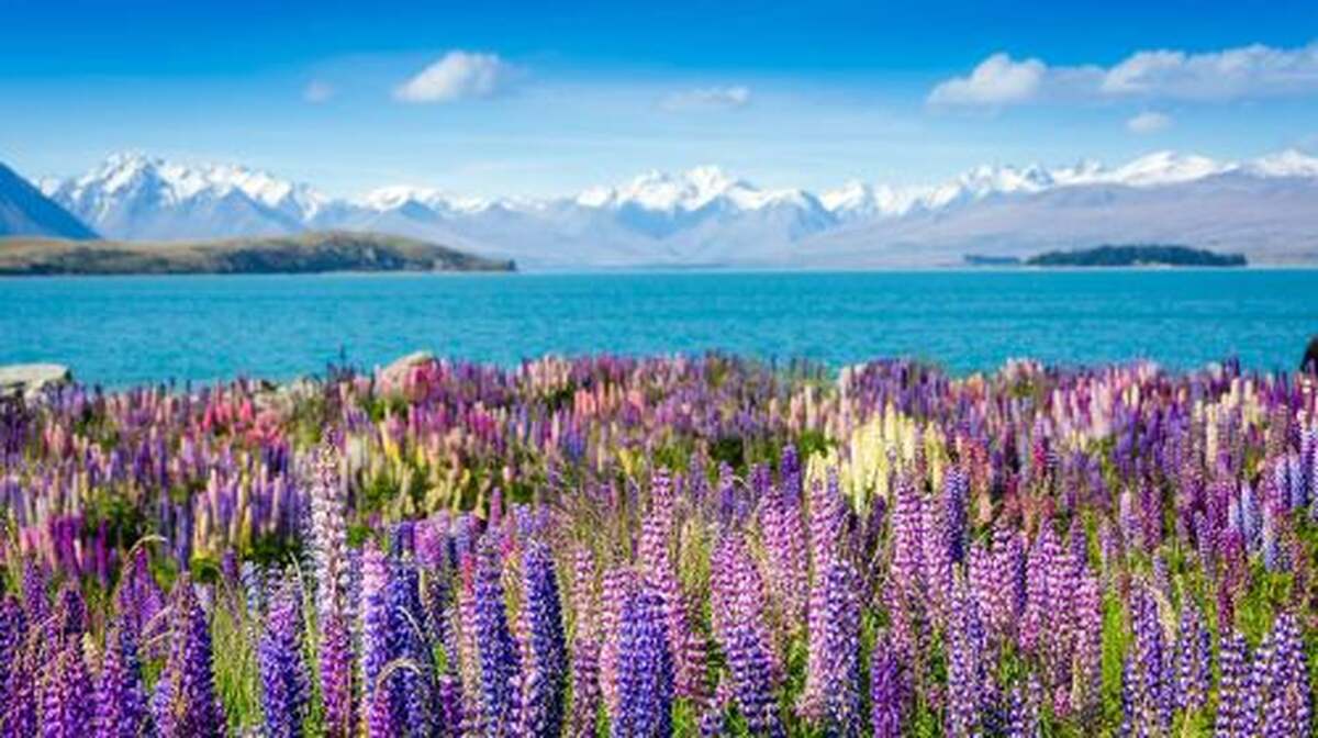 South Island Bus Tour from Christchurch - Christchurch to Mount Cook to Queenstown (One-Way) Day Tours - Main Image