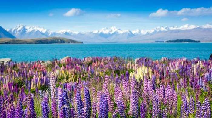 South Island Bus Tour from Christchurch - Christchurch to Mount Cook to Queenstown (One-Way) Day Tours - Main Image
