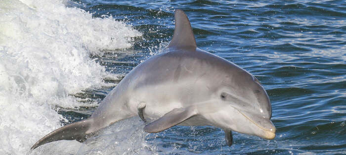Noosa Dolphin Spotting Cruise - Main Image