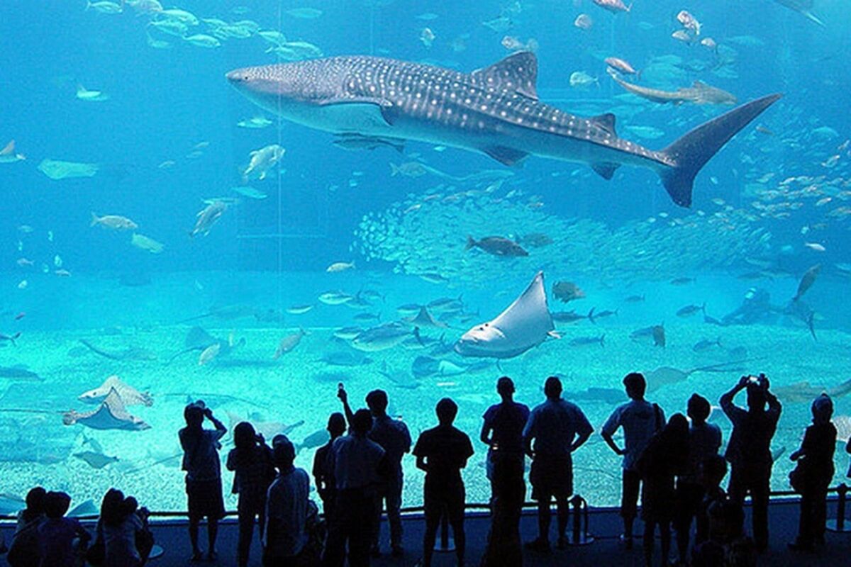 Aquarium of Genoa: Skip The Line Ticket - Main Image