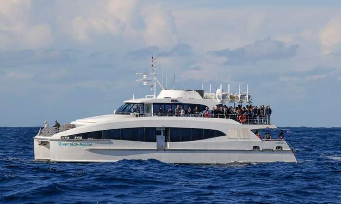 Sydney 2 Hour Whale Watching Express Cruise - Main Image