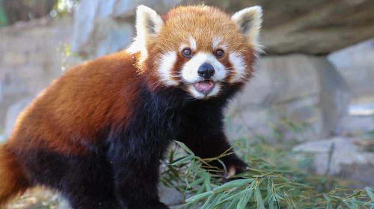Shanghai Wild Animal Park - Main Image