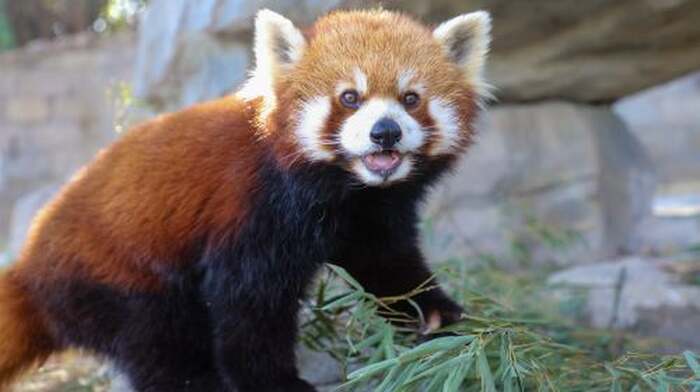 Shanghai Wild Animal Park - Main Image