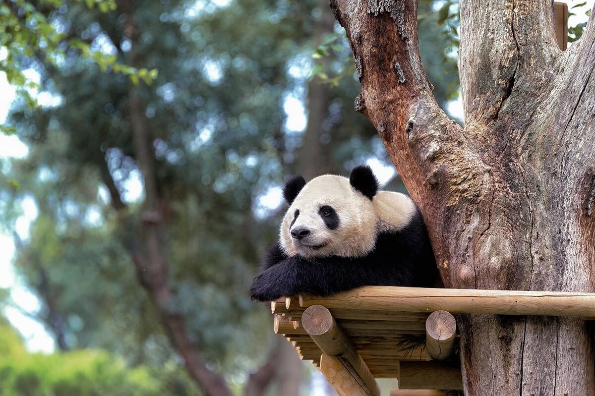 Zoo Aquarium de Madrid - Main Image