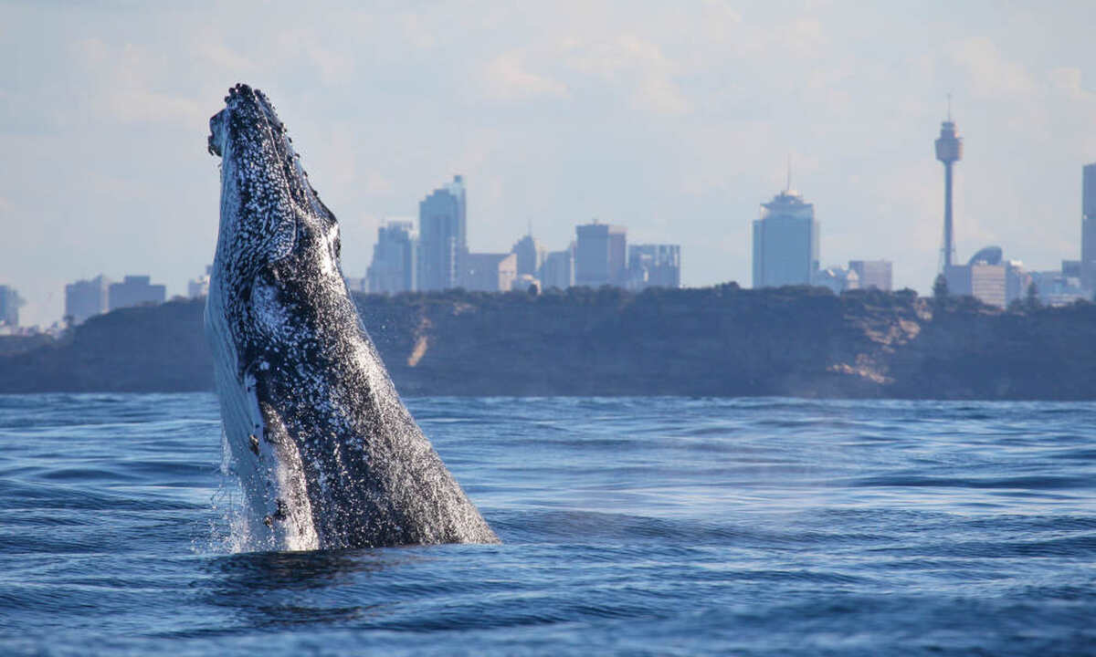 Discovery Whale Watching Cruise - 2.5 Hours - Main Image