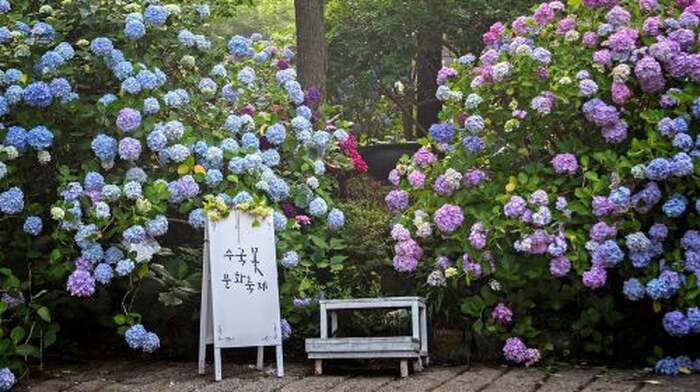 Busan Taejongdae Hydrangea X Songdo Sea cable car X Gamcheon Culture Village X Gwangalli Beach - Main Image