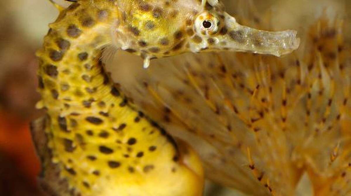 Aquarium Barcelona - Main Image