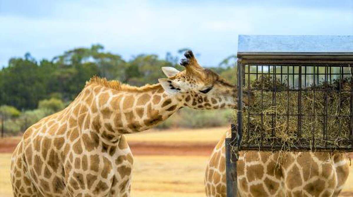 Monarto Safari Park - Main Image