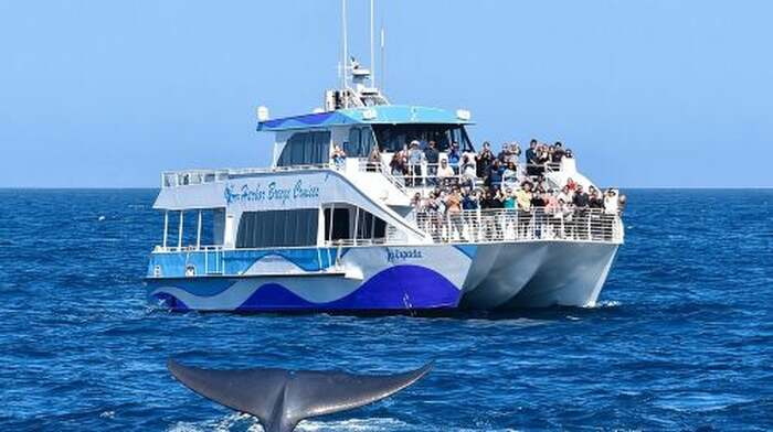 Guided Whale Watching Tour from Long Beach Day Tours - Main Image