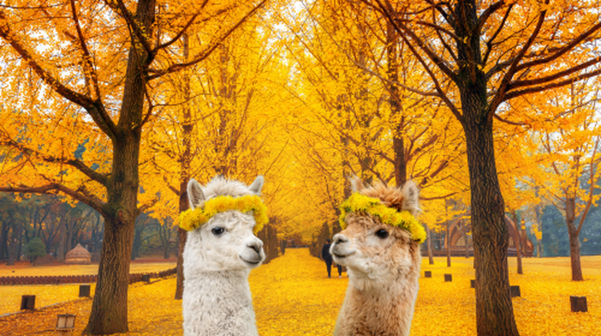 Alpaca World + Nami Island + Gangchon Railbike One Day Tour (From Seoul) Day Tours - Main Image