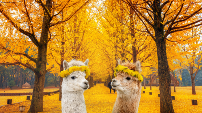 Alpaca World + Nami Island + Gangchon Railbike One Day Tour (From Seoul) Day Tours - Main Image