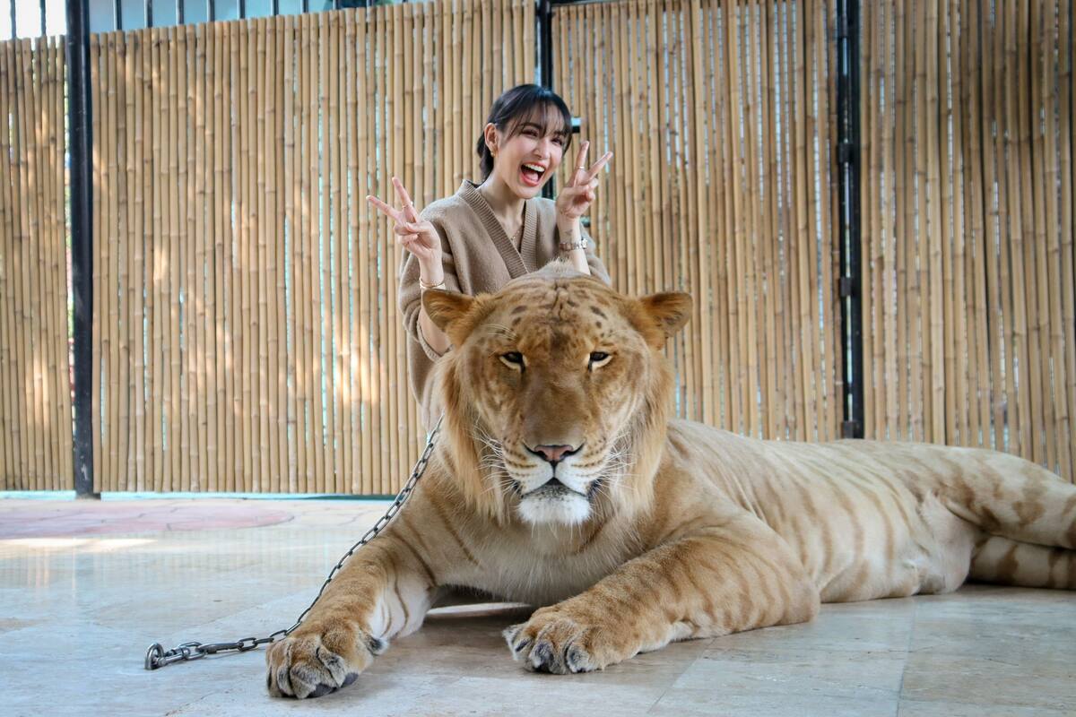 Sriayuthaya Lion Park - Main Image