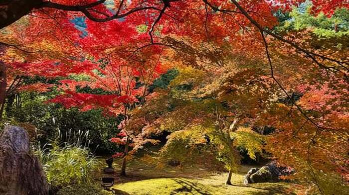 Osaka: Experience the Stunning Autumn Leaves in Full Color! Day Tours - Main Image