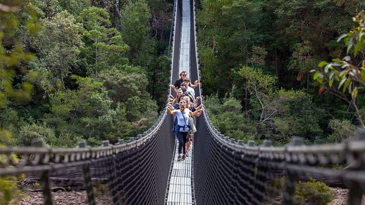 Tahune AirWalk General Entry - Main Image