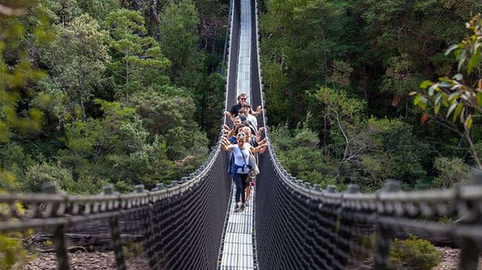 Tahune AirWalk General Entry - Main Image